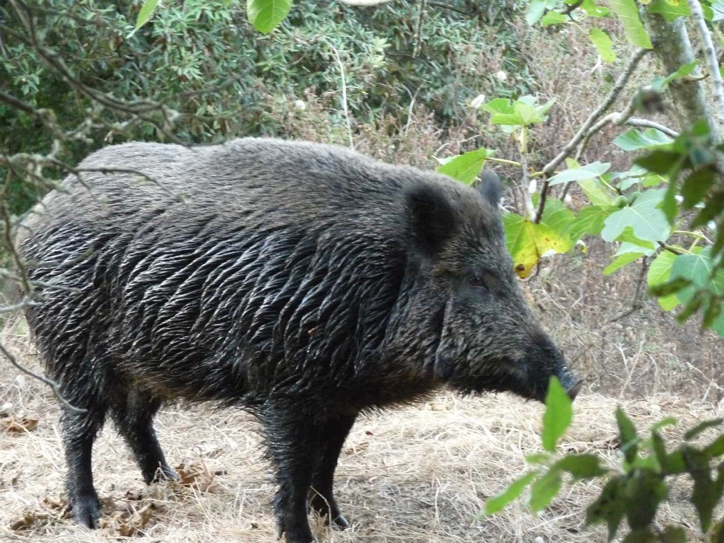 Il cinghiale: problema o risorsa?